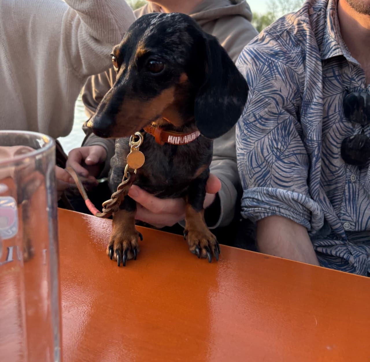 A dachshund under a beer-garden table