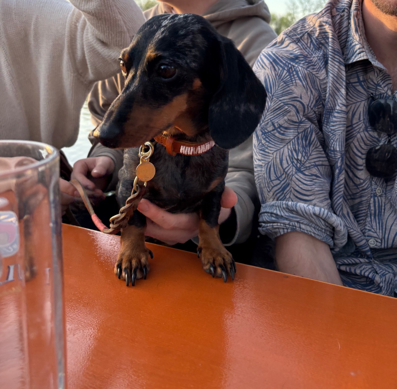 Dachshund in a beer garden